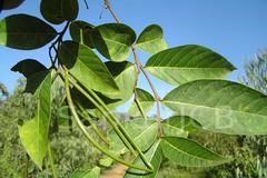 Holarrhena pubescens